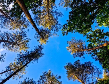 Orman ağacı mavi gökyüzüne karşı taçlandırılır. Doğal arkaplan.