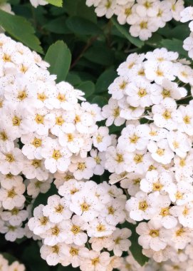 Çiçek açmış beyaz spiraea çiçeklerini kapatın. Doğal Arkaplan.