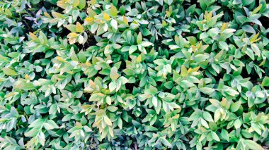 Küçük çalı yaprakları doğal arka plan olarak. Boşluğu kopyala.