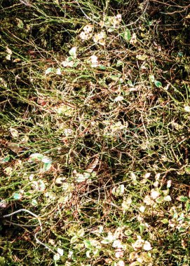 Forest floor as a natural background. Copy space.