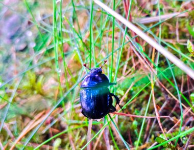 Bok böceği (Geotrupes stercorarius) yakın plan. Orman faunası. Kuzey Avrupa 'nın doğası.