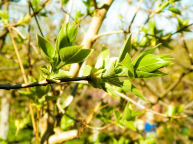 Dal üzerinde yeşil yapraklar büyüyor. Bahar mevsimi doğası.