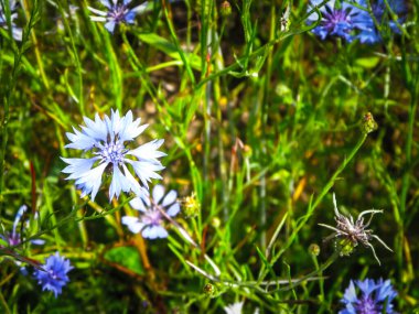 Çiçekli çayır, doğal arka plan olarak. Yaz doğası kavramı.