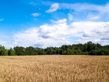 Yazın sonunda Kashubian tarlası. Kuzey Polonya 'da tarım.