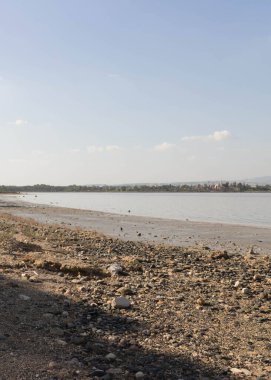 Larnaka Gölü, Kıbrıs. Larnaka yakınlarındaki Salt Gölü 'nde. Flamingo kuşlarının doğal yaşam alanı.