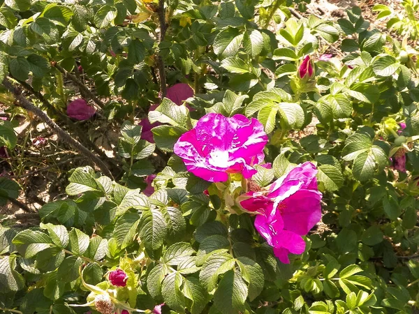 Doğal arka plan olarak pembe kır çiçeği. Doğanın güzelliği.