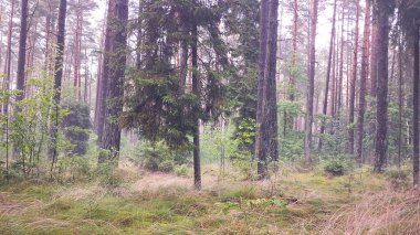 Kuzey Polonya 'da ormanın derinliklerine seyahat et. Kashubia 'nın Güzeli.