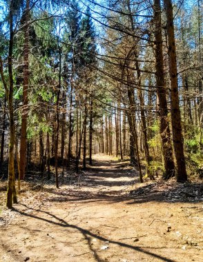 Ormanda ilkbahar. Kuzey Polonya 'nın doğası kıştan sonra uyanıyor. Kashubia 'nın Güzeli.