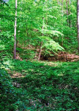 Kuzey Polonya 'da vahşi orman. Tricity Peyzaj Parkı.