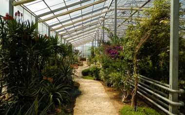 Seradaki egzotik bitkiler.