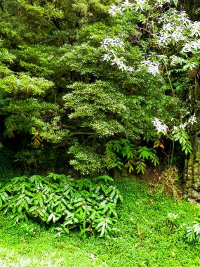 Sao Miguel Adası 'nda vahşi, tropikal bir orman. Azores.