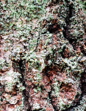 Doğal bir arka plan olarak ağaç gövdesine havlamak. Boşluğu kopyala.