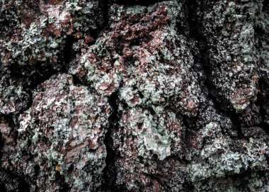 Doğal bir arka plan olarak ağaç gövdesine havlamak. Boşluğu kopyala.