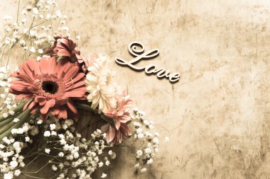 arka plan üzerinde güzel Gerbera çiçekleri yakın çekim