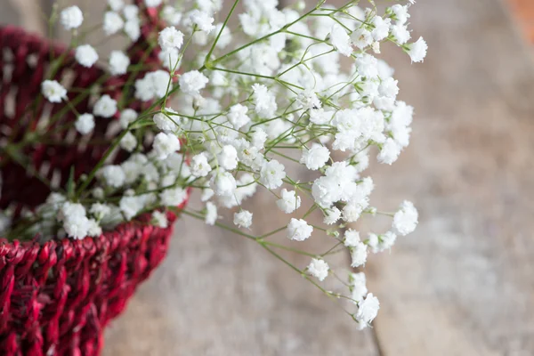 Gypsophila Çiçek Arka Plan Üzerinde Kapat — Stok fotoğraf