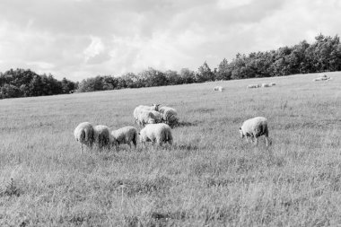 Bir yaz alan arka plan üzerine koyun
