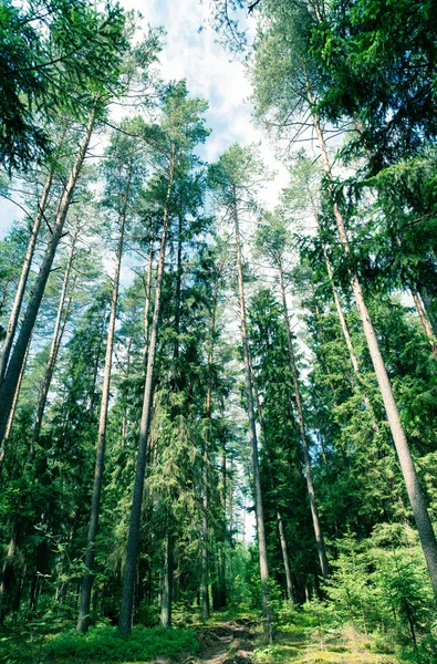 Bosque en verano / foto tonificada —  Fotos de Stock