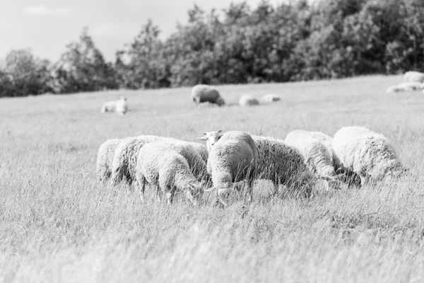 Sheep Summer Field Background — Stock Photo, Image