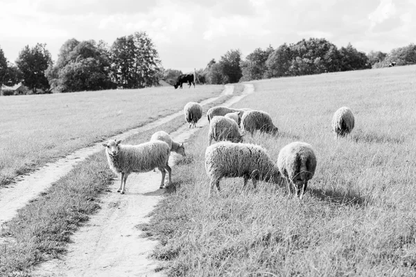 Sheep Summer Field Background — Stock Photo, Image