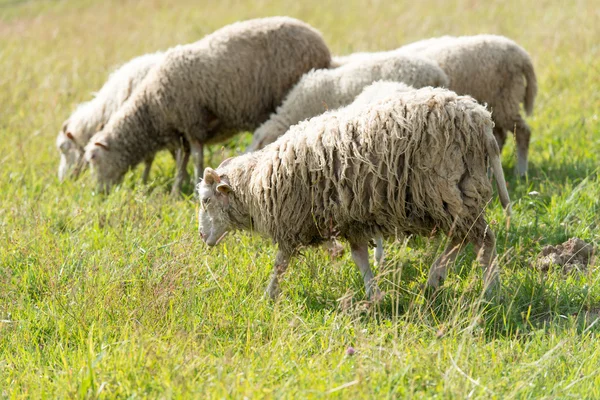 Sheep Summer Field Background — Stock Photo, Image