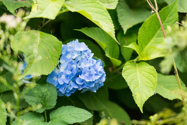 Blue hortensia close up — Stock Photo, Image