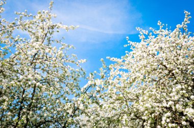 çiçek açan elma ağaçları Bahçe