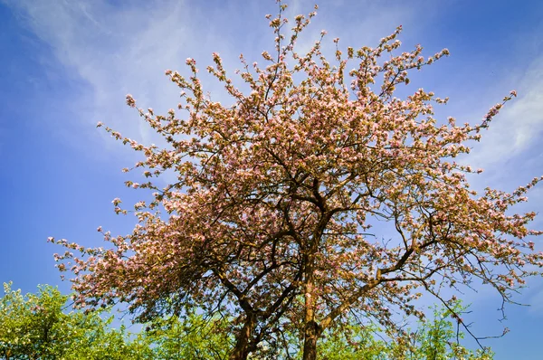 Blooming apple trees garden — Stock Photo, Image