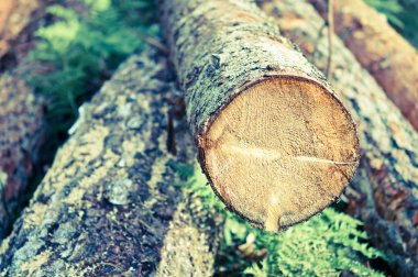 taze kesilmiş bir orman yolunda yığılı ağaç günlükleri