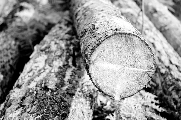 Čerstvě řezané záznamy strom nakupila u lesní cesty — Stock fotografie