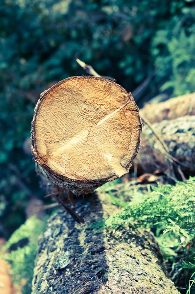 Čerstvě řezané záznamy strom nakupila u lesní cesty — Stock fotografie