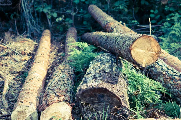 Troncos de árboles recién cortados apilados cerca de un camino forestal —  Fotos de Stock