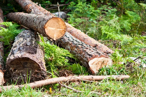 Troncos de árboles recién cortados apilados cerca de un camino forestal —  Fotos de Stock