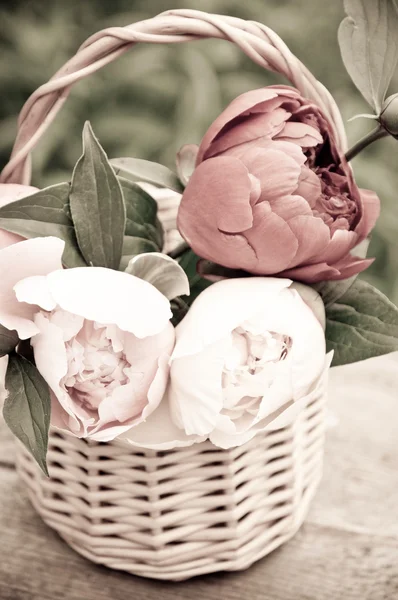 Peony — Stock Photo, Image