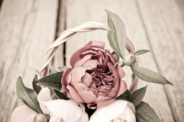 Peony — Stock Photo, Image