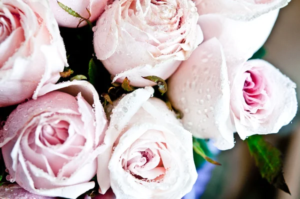 Bunch of pink roses close up — Stock Photo, Image