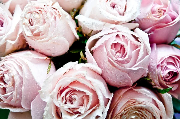 Bunch of pink roses close up — Stock Photo, Image