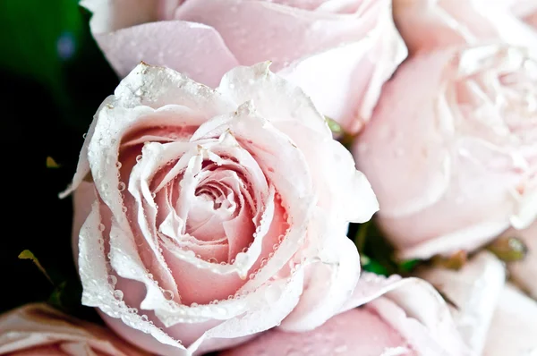 Bunch of pink roses close up — Stock Photo, Image