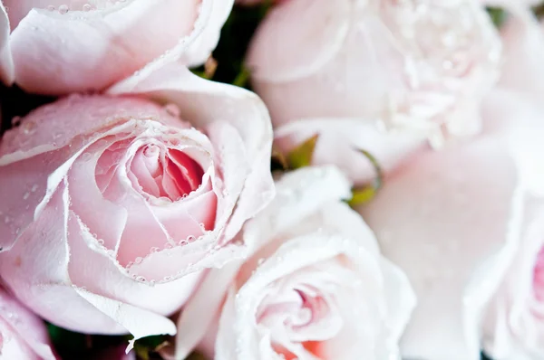 Massa rosa rosor på nära håll — Stockfoto