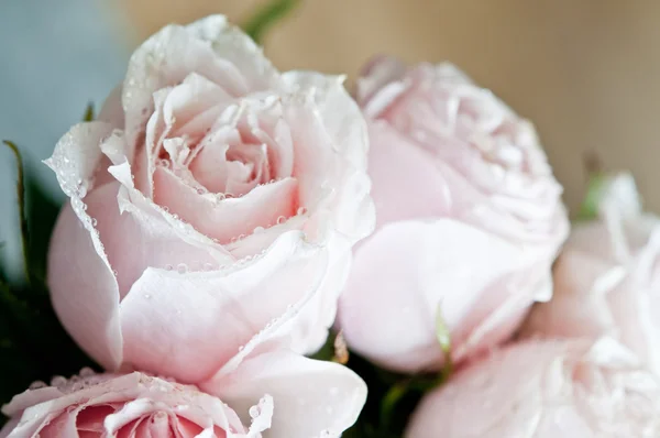 Bunch of pink roses close up — Stock Photo, Image