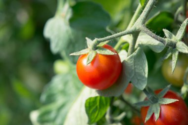 Arka plan, domates bush yakın çekim