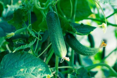 Cucumbers bitkiler arka planda yakın