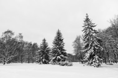 güzel kış orman arka plan üzerinde