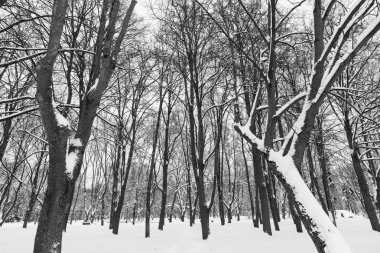 güzel kış orman arka plan üzerinde