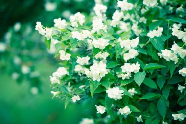 Arka planda baharda çiçek açan meyve bahçesi