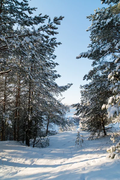 Winter landscape with trees in snow