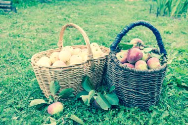 arka bahçesinde taze elma
