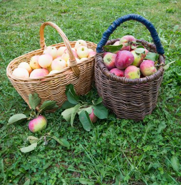arka bahçesinde taze elma