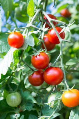 Arka plan, domates bush yakın çekim