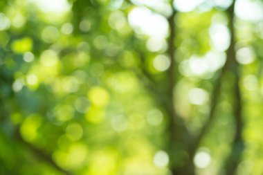 Bahar orchard arka plan bulanıklık, yakın çekim