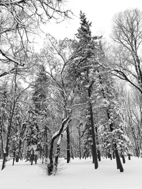güzel kış orman arka plan üzerinde